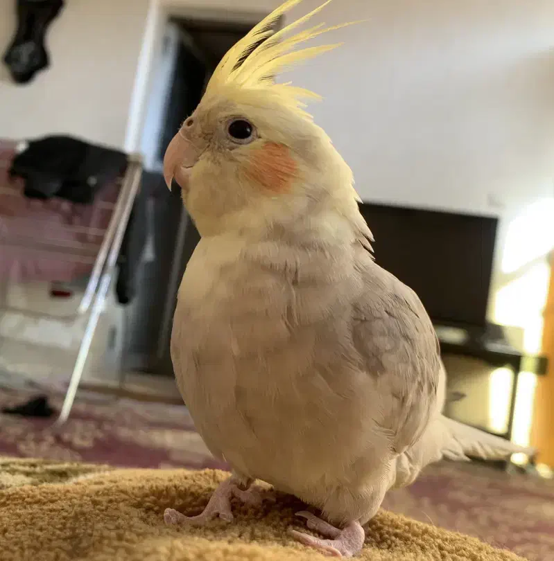 عروس هلندی گمشده|حیوانات|اصفهان, جاوان|دیوار