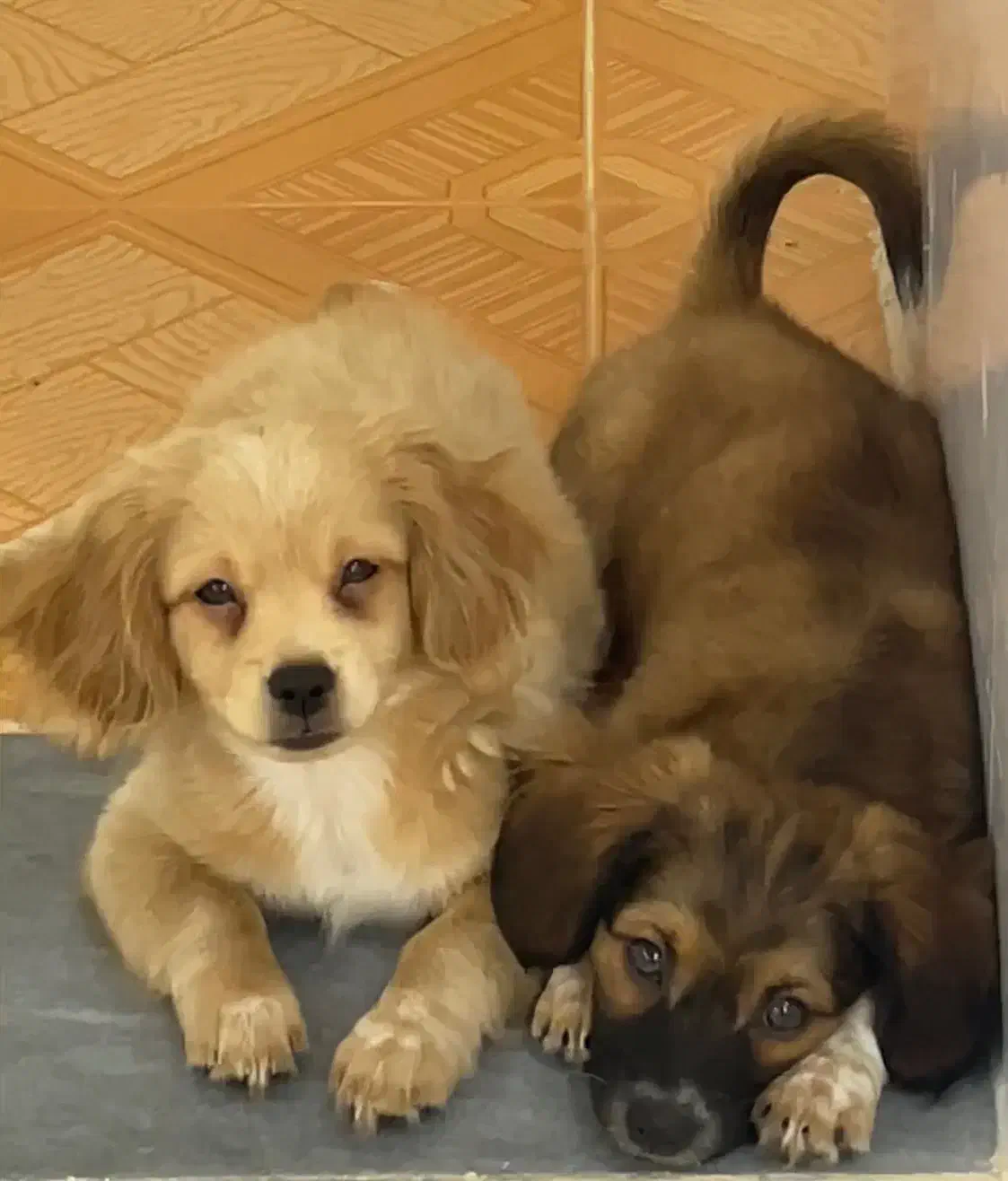 واگذاری سگ|سگ|بوشهر, |دیوار