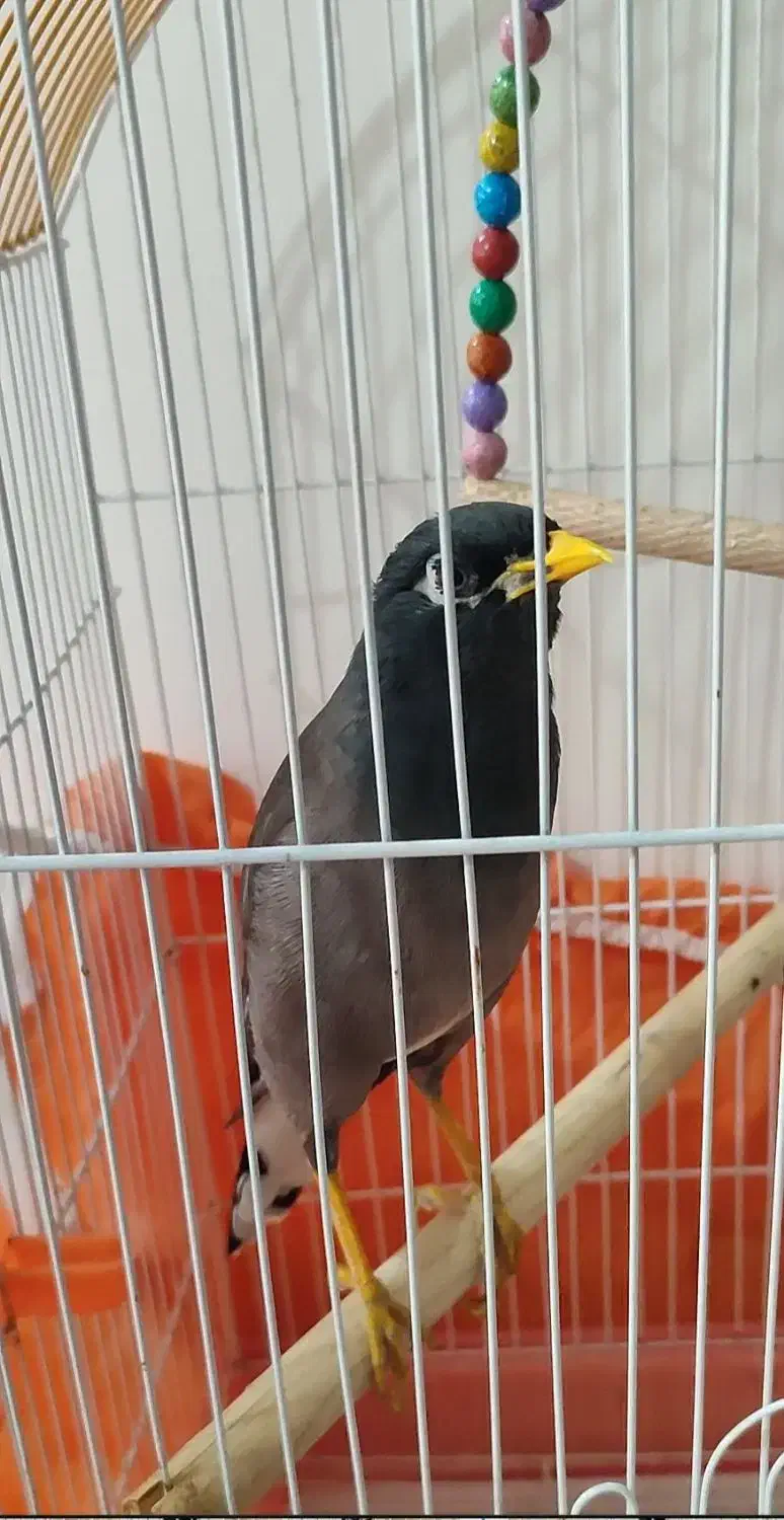 مرغ مینا سخنگو|پرنده|آشخانه, |دیوار