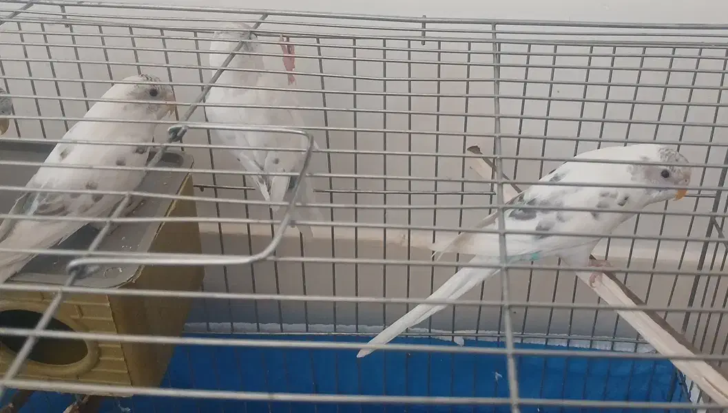 سه عدد مرغ عشق ۴۰۰ تومان|پرنده|شهرضا, |دیوار