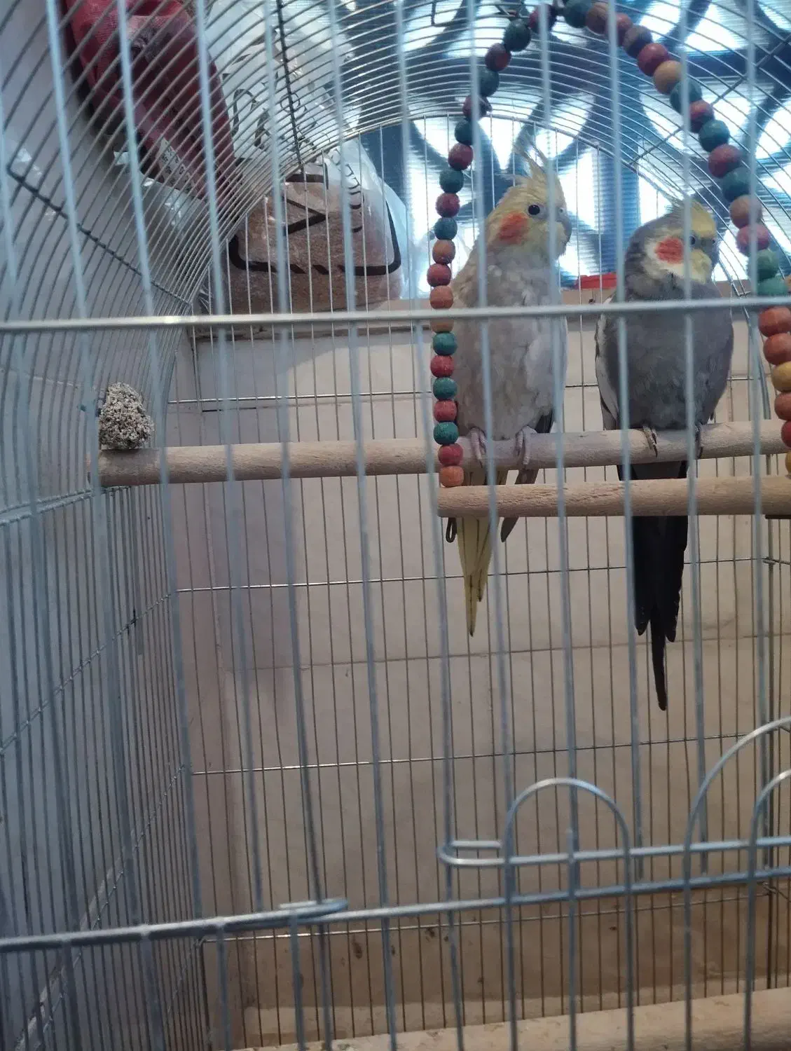 عروس هلندی مولد ۲ساله آماده جفت|پرنده|پرند, فاز ۴|دیوار