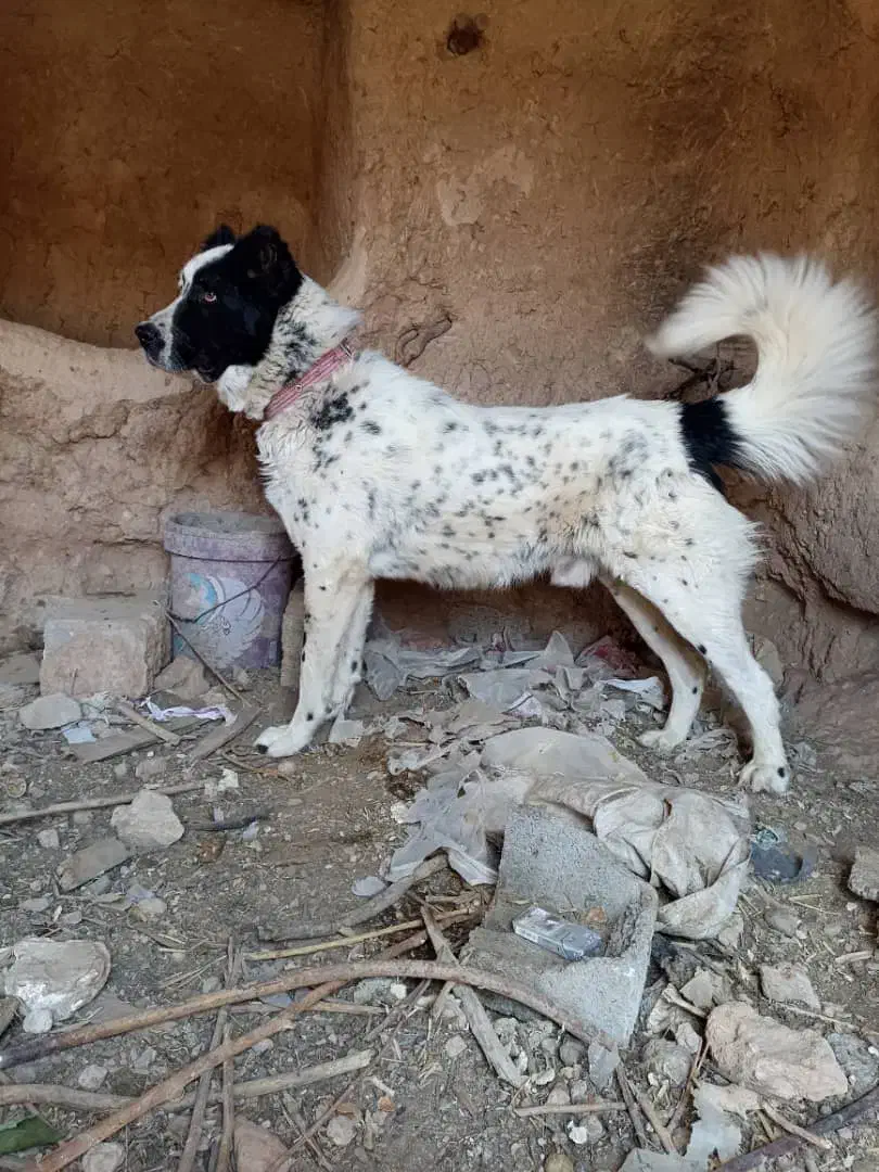 سگ قهدریجانی|سگ|مبارکه, |دیوار