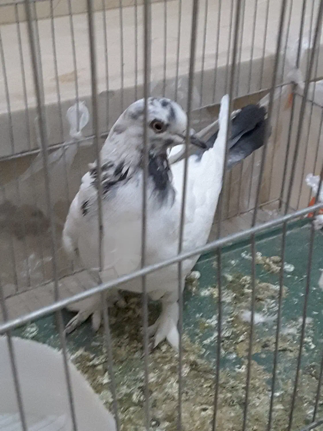 ماده پرشی|پرنده|نیریز, |دیوار