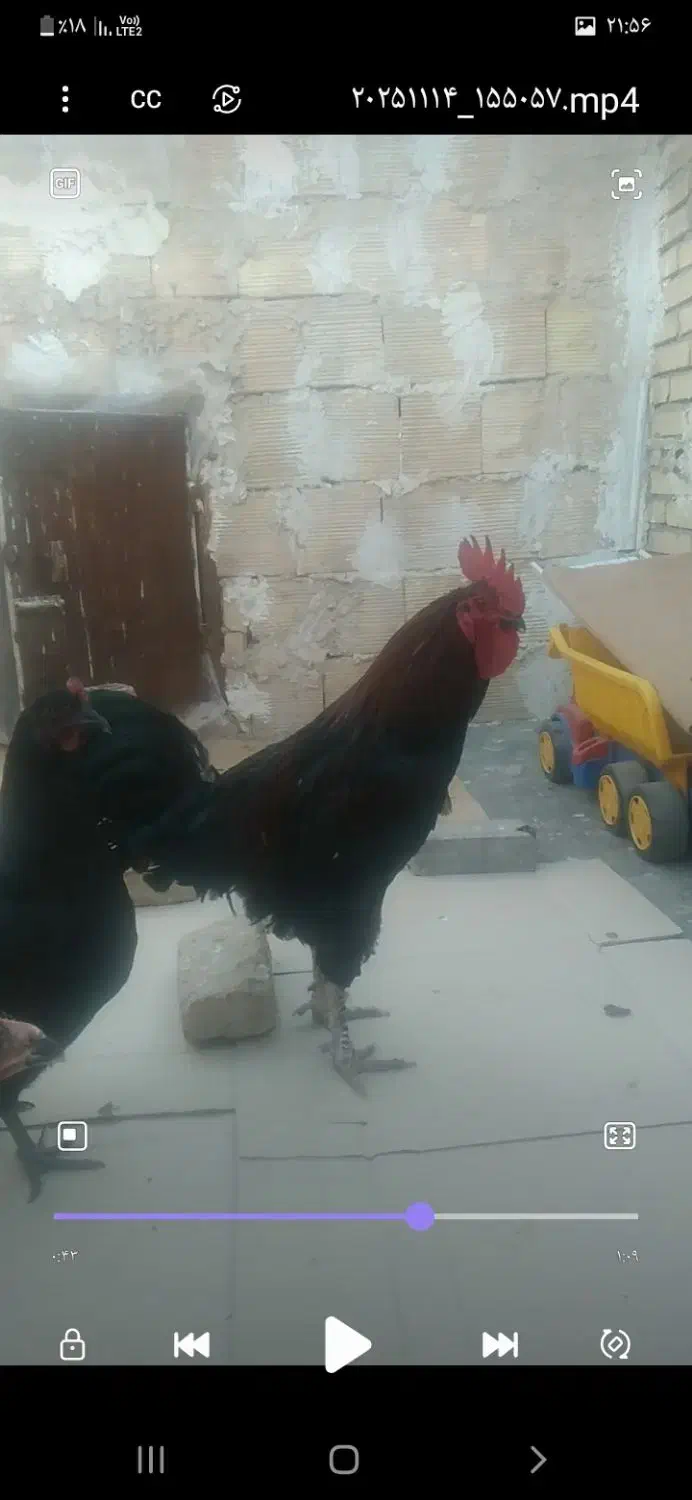 جوجه خروس لاری با یک خروس محلی بزرگ|پرنده|مشهد, شهید قربانی|دیوار