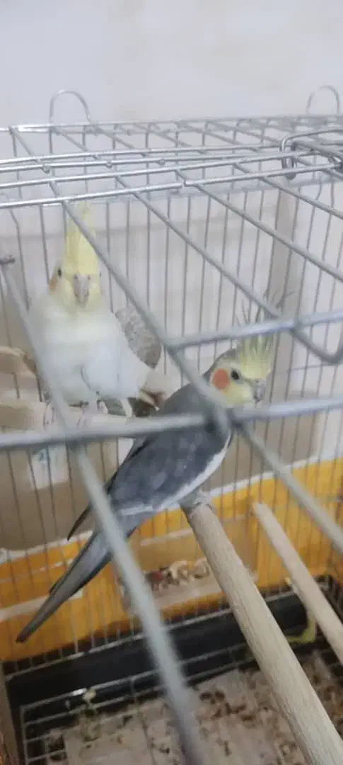 عروس هلندی مولد همراه قفس ولونه|پرنده|آبدانان, |دیوار