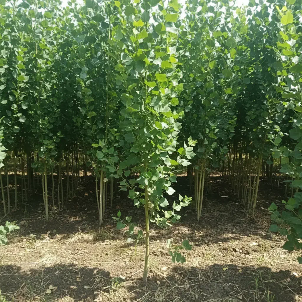 نهال کبوده  اصلاح شده مقاوم به خشکی|خدمات باغبانی و درختکاری|محمدیه-قزوین, |دیوار