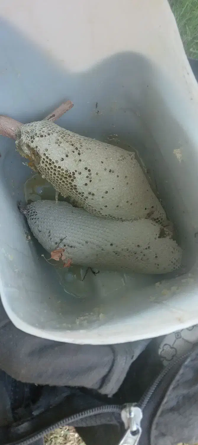 عسل وحشی اندیکا .رنگ طلای|خوردنی و آشامیدنی|اندیکا, |دیوار