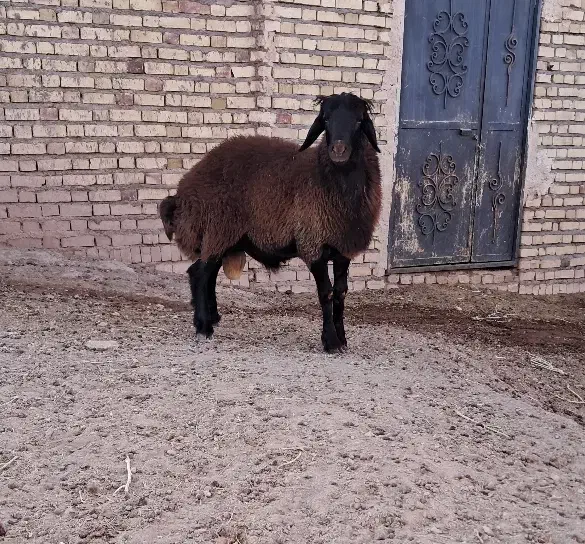 بره قوچ همو درجه یک|حیوانات مزرعه|تربتحیدریه, باغ سلطانی|دیوار