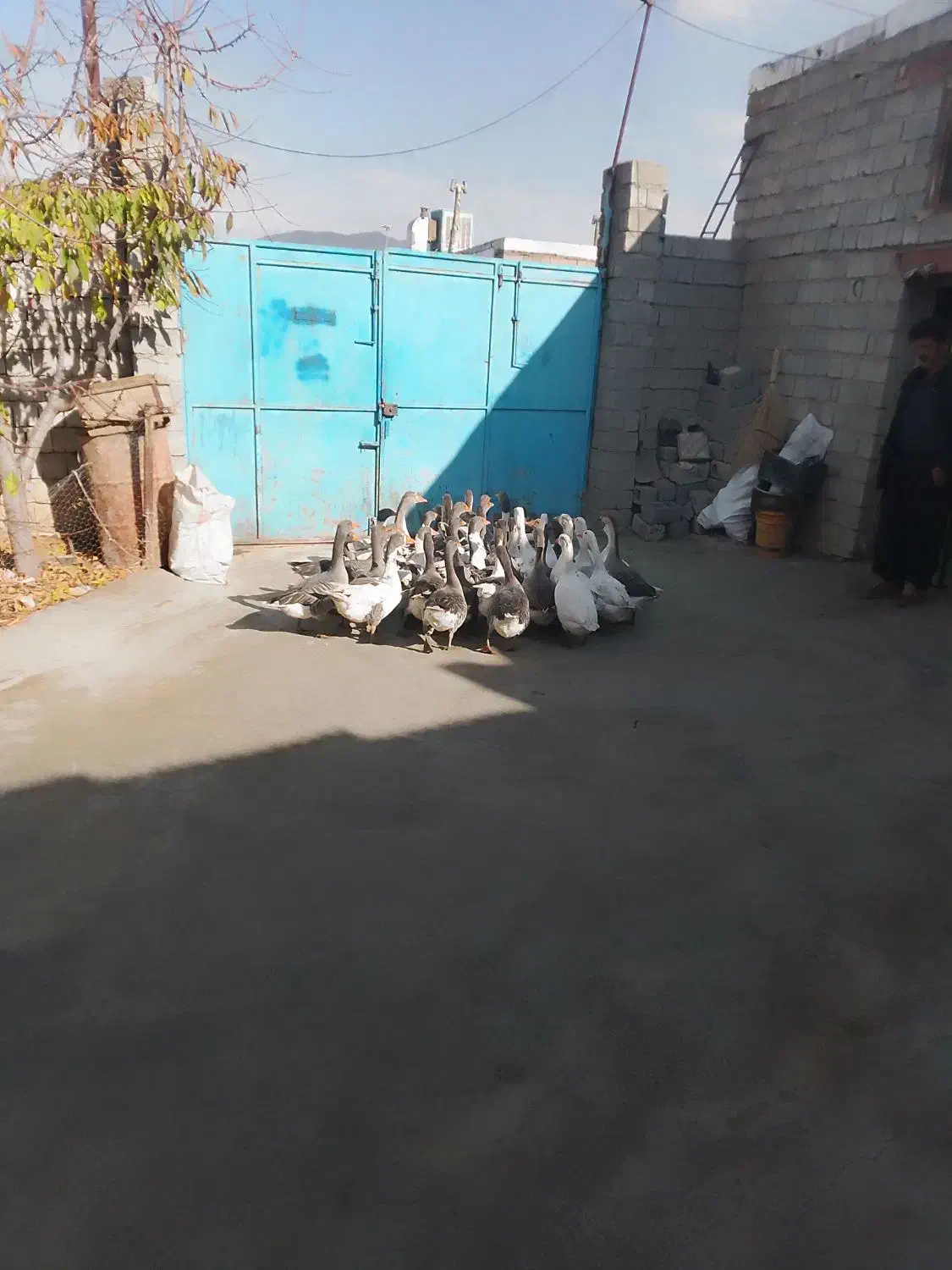 غاز معلمولی|حیوانات مزرعه|لاجان, |دیوار