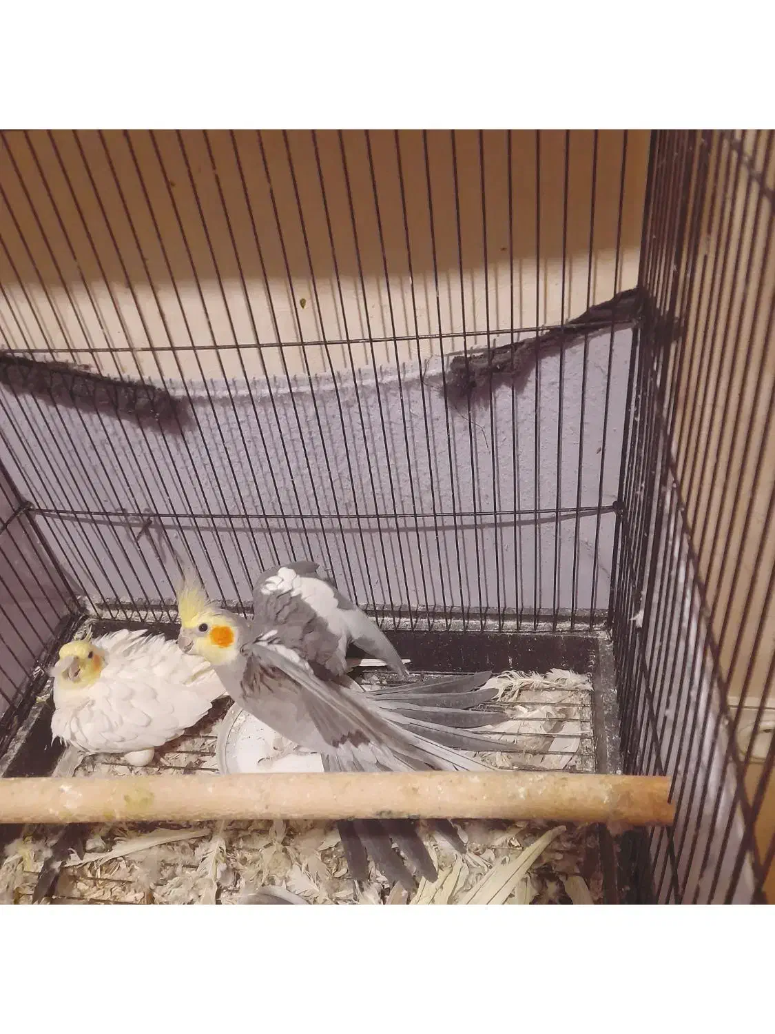 عروس هلندی جفت|پرنده|کرج, شهرک اوج|دیوار