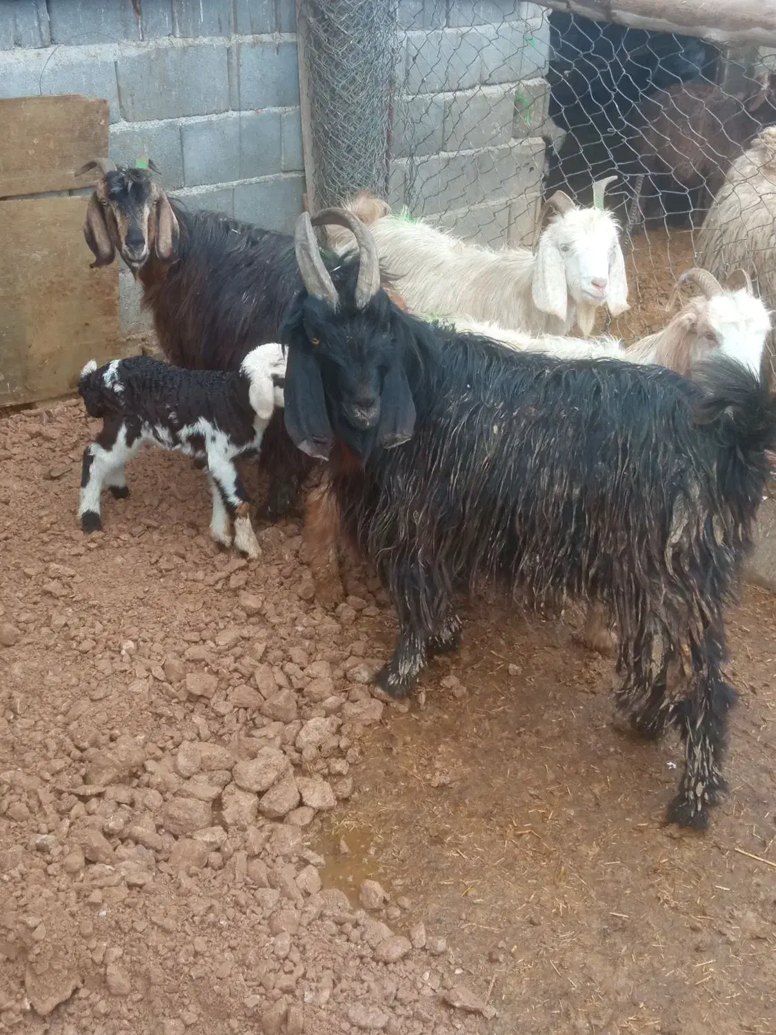 بزوچبش|حیوانات مزرعه|مرودشت, ده بید|دیوار