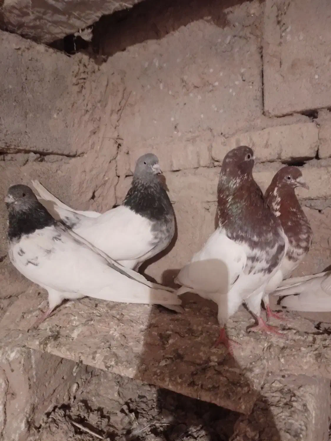 تعداد ۳۰ عدد کبوتر کله ای|پرنده|لیلان, |دیوار