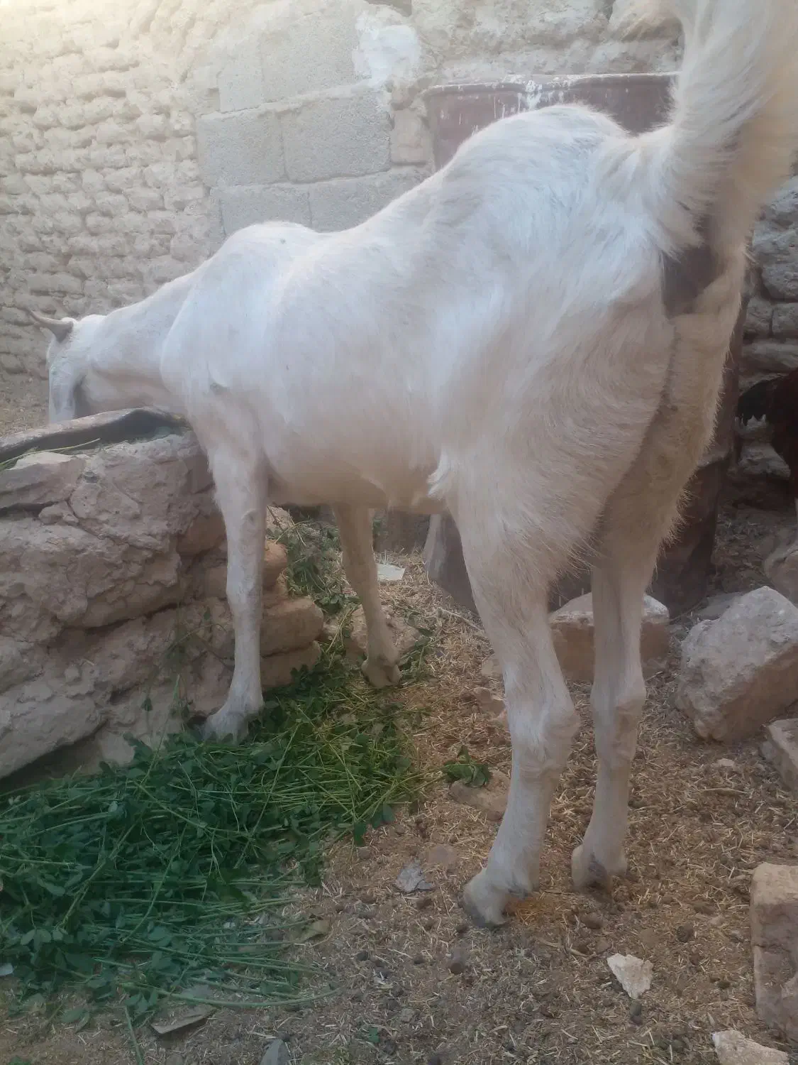 بز شیری سه قلو زا|حیوانات مزرعه|سراوان, |دیوار