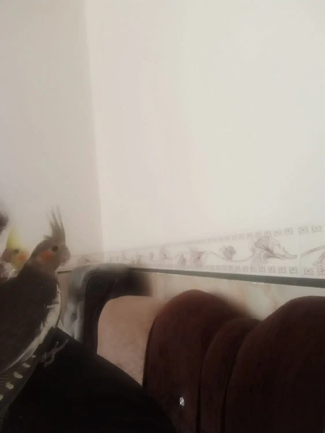 جفت جوجه دستی نر و ماده دونخور|پرنده|دهلران, |دیوار