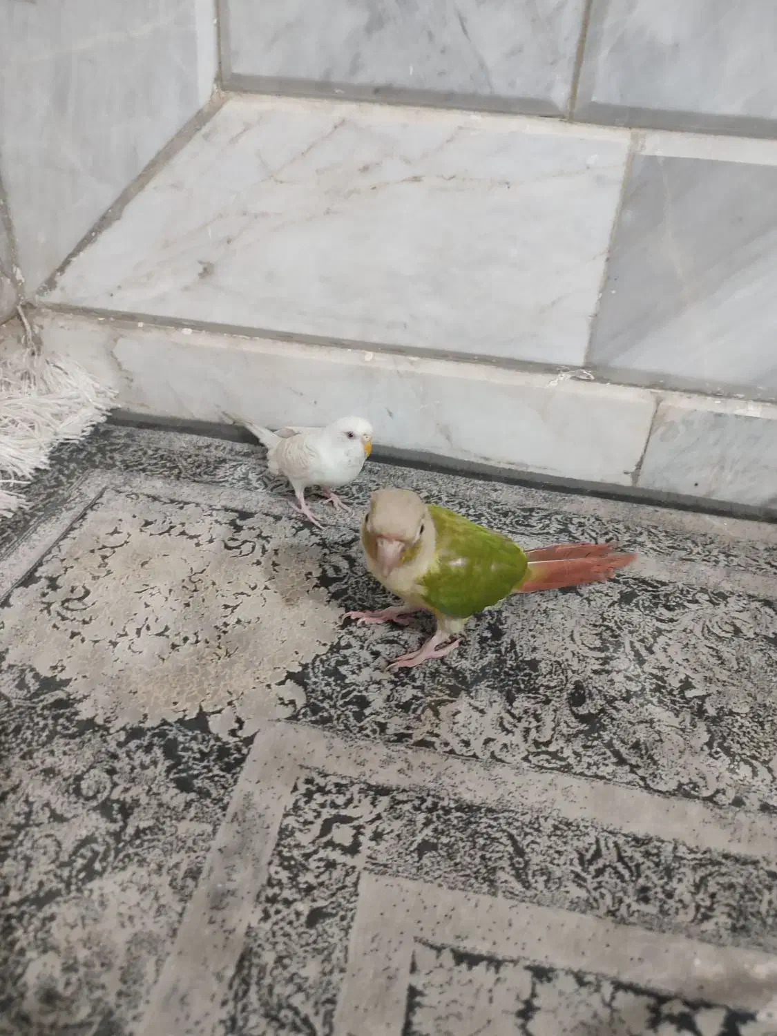 طوطی گرینچیک  دستی و مرغ عشق  دستی|پرنده|خواف, |دیوار