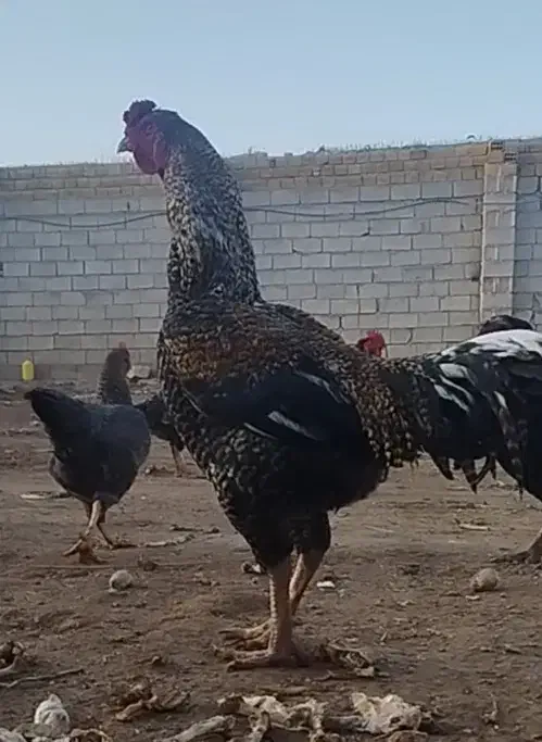 خروس چاق سنگین|پرنده|کوهدشت, |دیوار