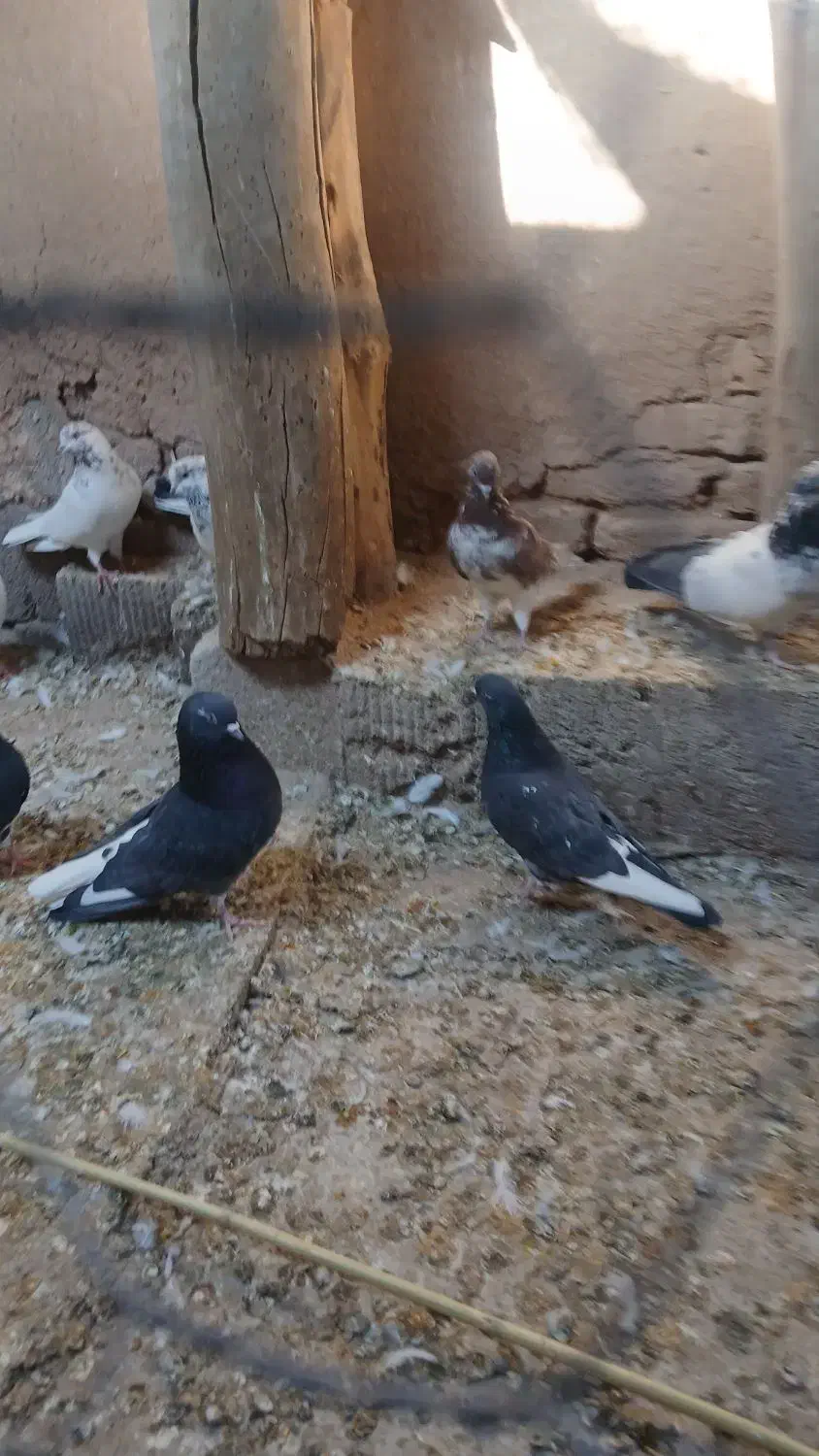 کفتر پرشی|پرنده|گرمسار, |دیوار