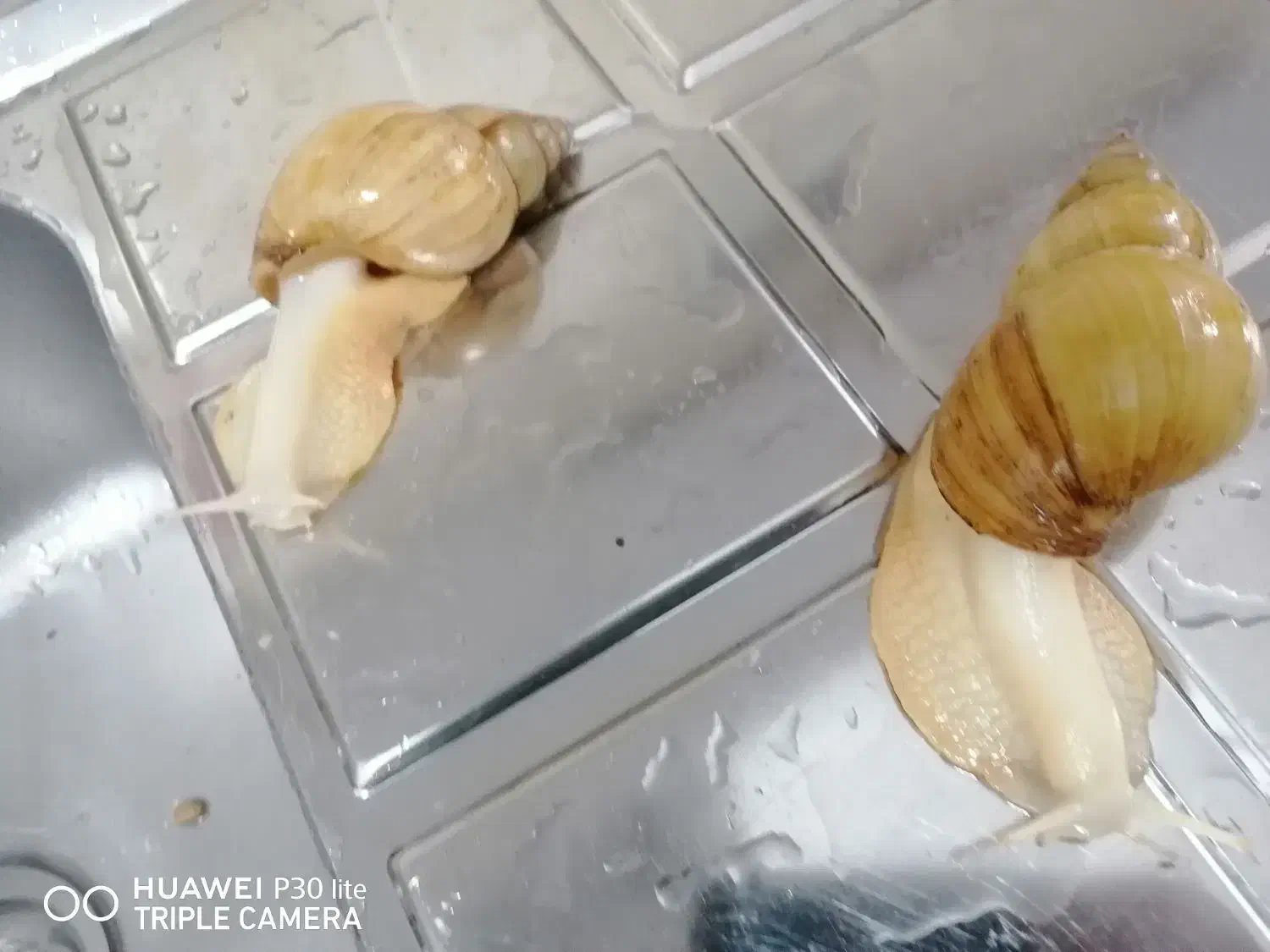 حلزون|خزنده|اسلام‌شهر, صادقیه|دیوار