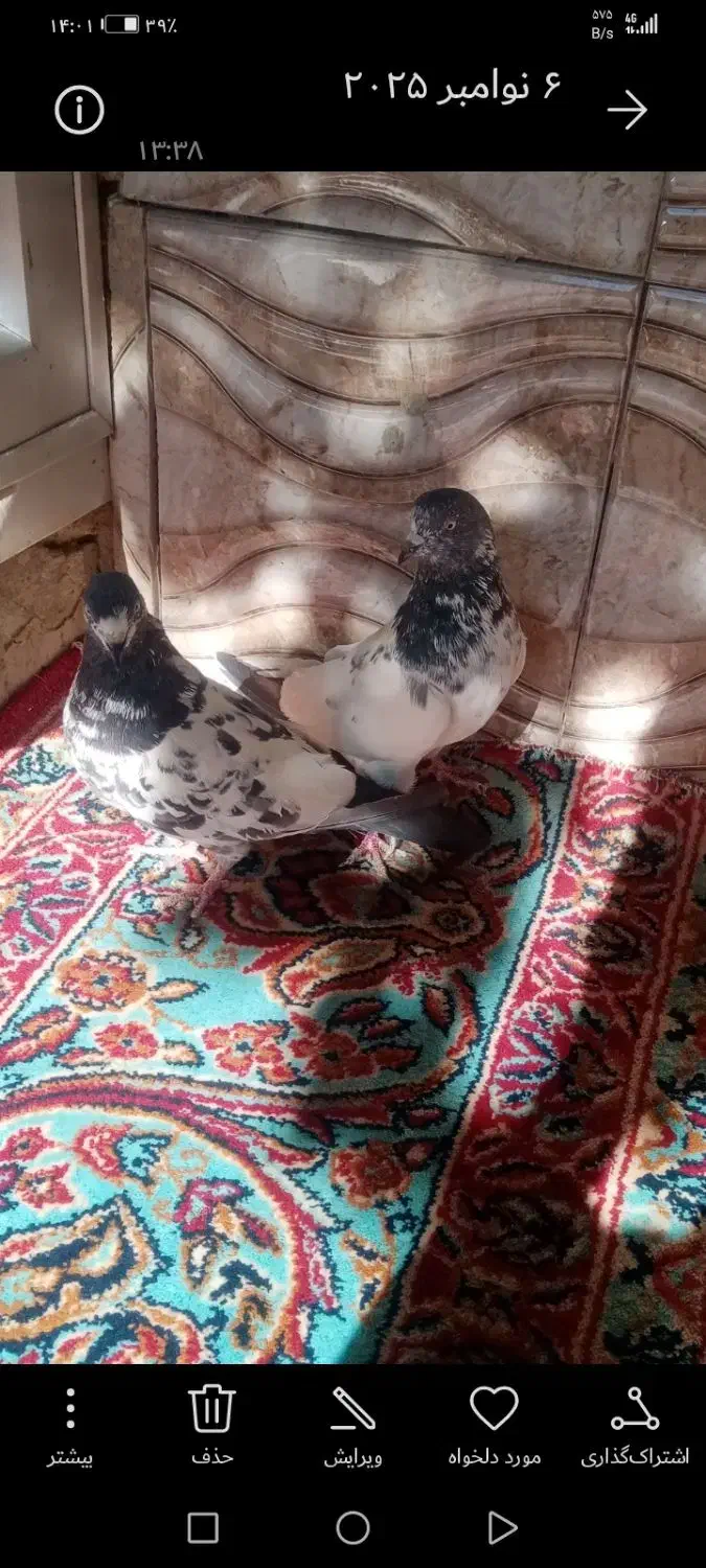 کبوتر پاکستانی نر و ماده|پرنده|بابا حیدر, |دیوار