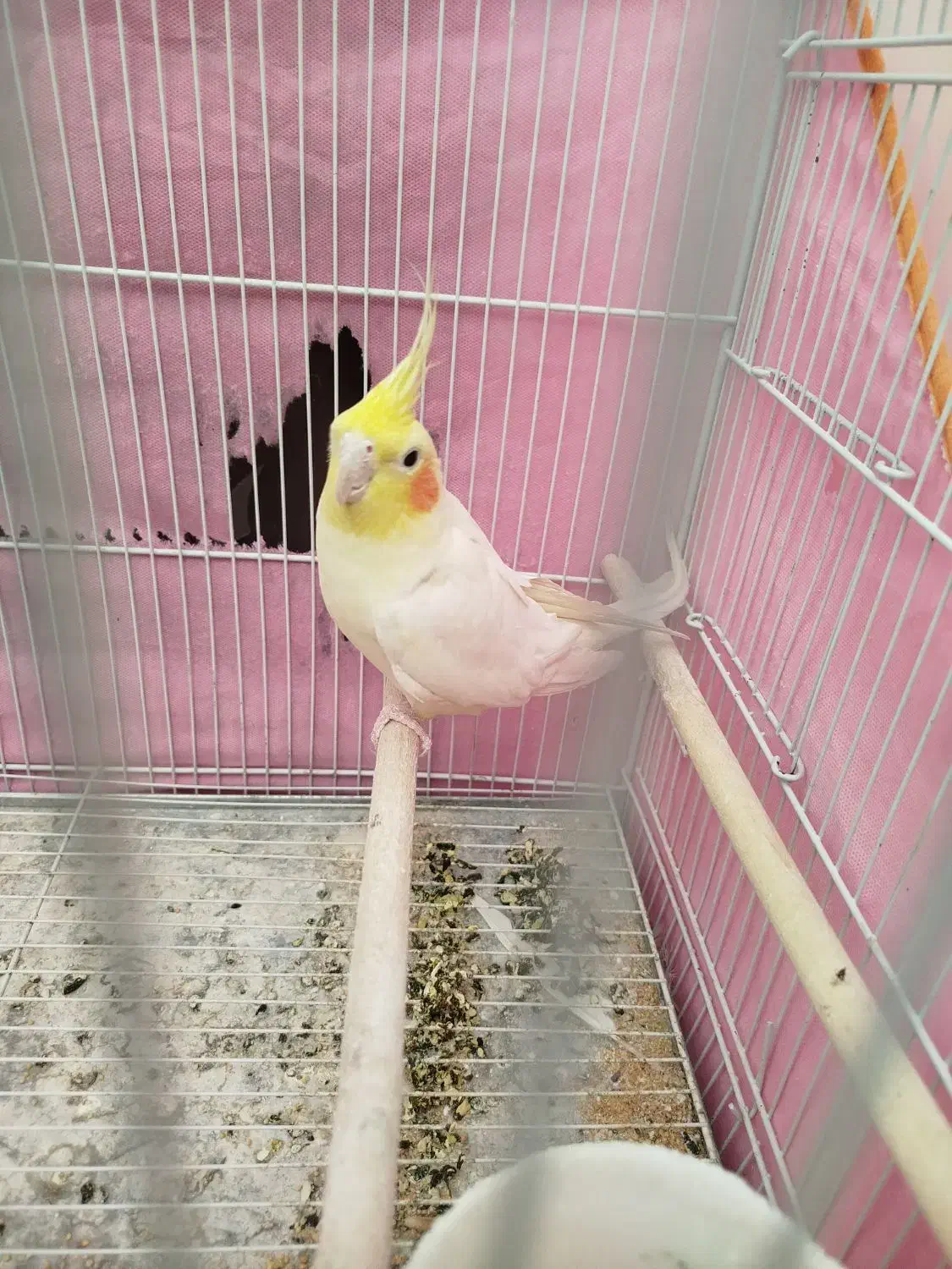 عروس هلندی|پرنده|کاشمر, |دیوار