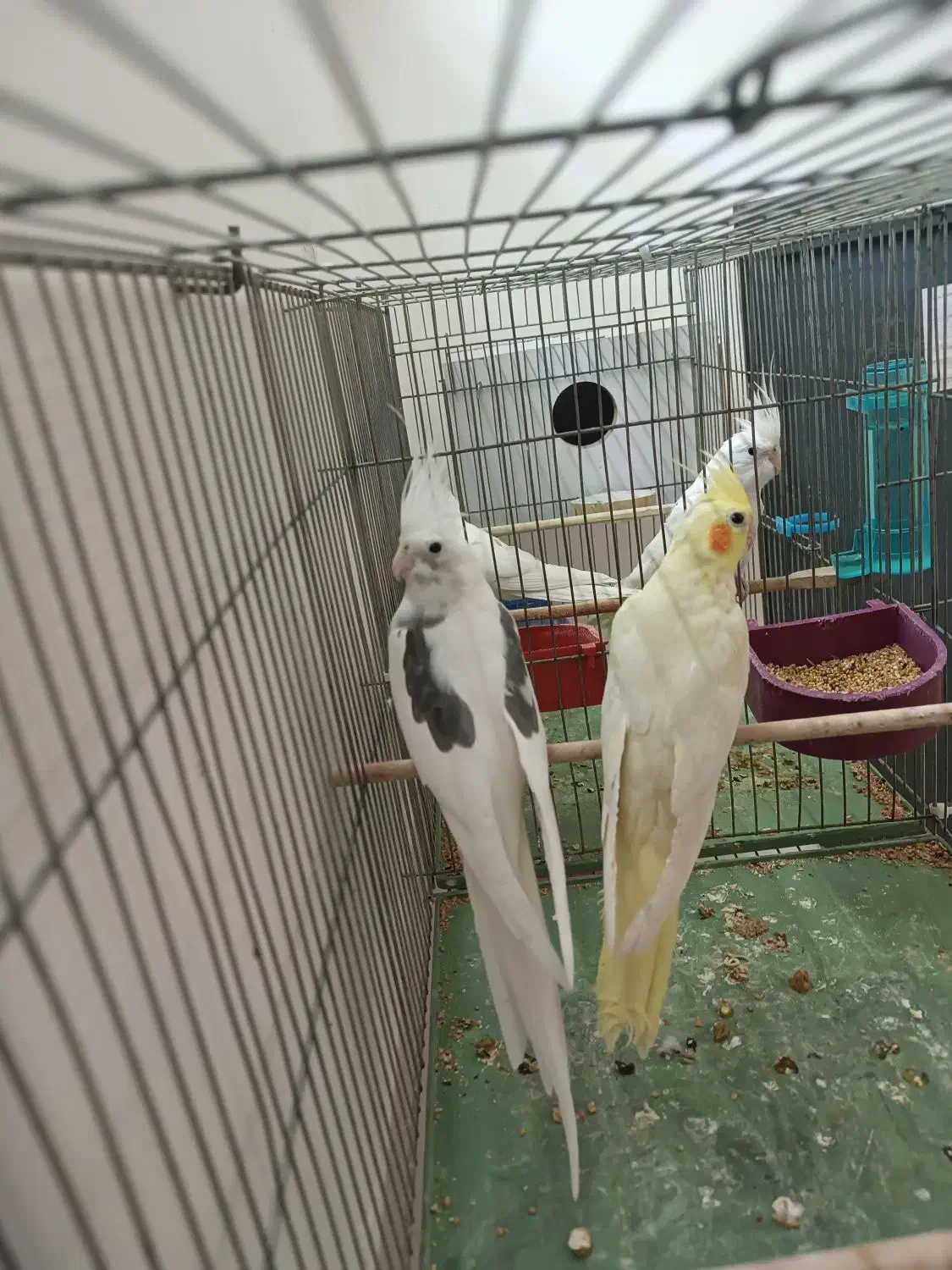 جفت عروس هلندی دوکت آلبینو سخنگو رو تخم|پرنده|بوکان, |دیوار