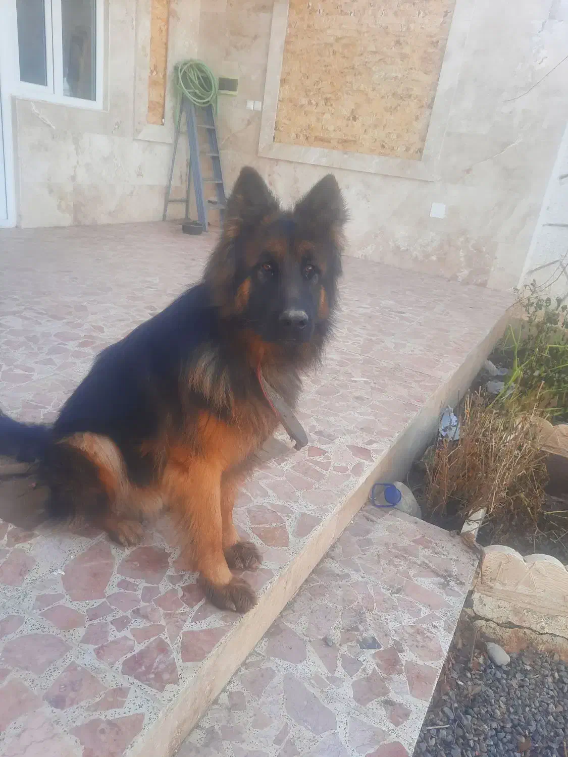 ژرمن شولاین|سگ|قم, صدوق|دیوار