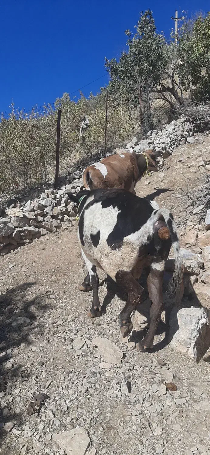 دو راس گاو داشتی|حیوانات مزرعه|پاوه, |دیوار