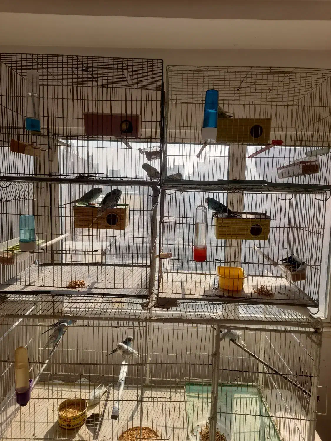 مرغ عشق مولد|پرنده|اردبیل, |دیوار