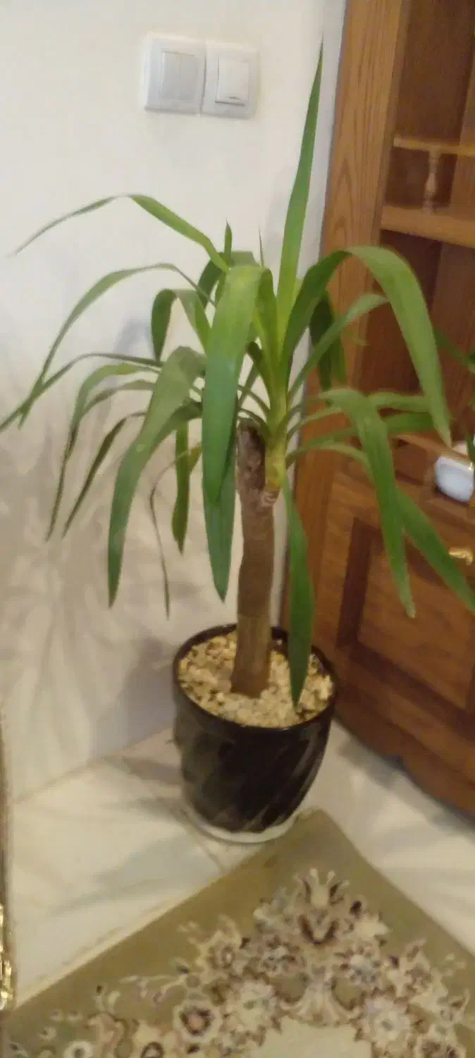 گل یوکا باگلدان|گل و گیاه طبیعی|مشهد, انصار|دیوار