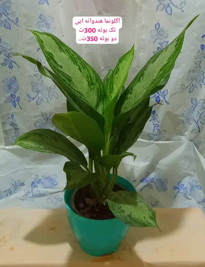 گل وگیاه|گل و گیاه طبیعی|رامهرمز, |دیوار