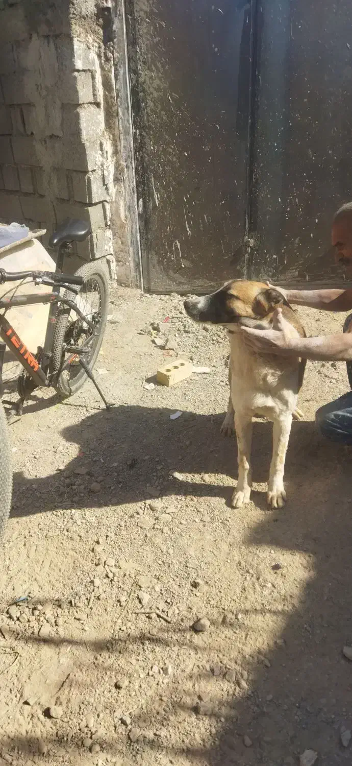 کوچوک 6ماهه گردن کلفت سر کله دار|سگ|مشهد, رباط طرق|دیوار