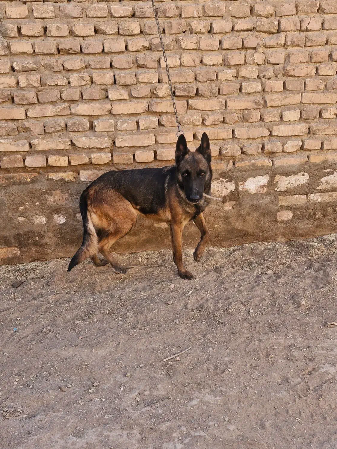 مالینیوز ماده معاوضه|سگ|یزد, |دیوار