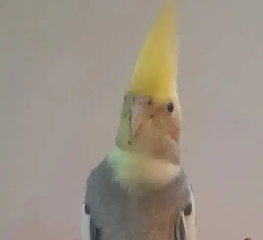 گمشده عروس هلندی به نام اودی|حیوانات|کیش, |دیوار