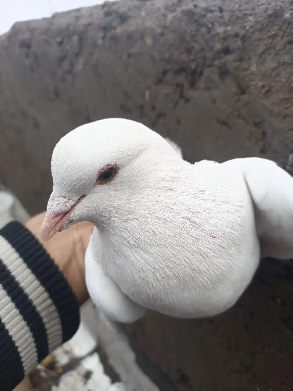 سفید ملقی نر و کاسک ماده|پرنده|زرند, |دیوار