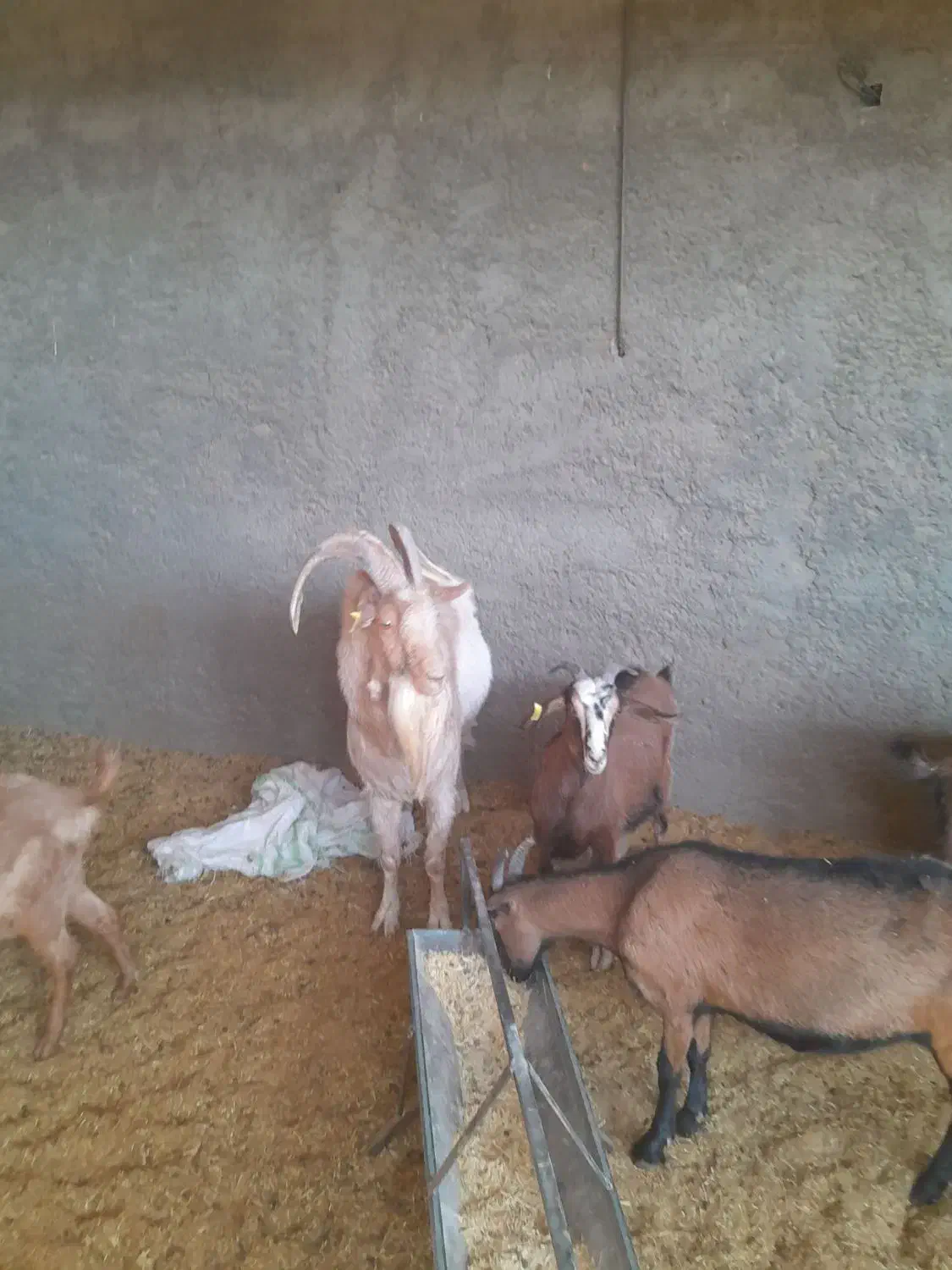 سالن آلپاین نر ۲سال نیم|حیوانات مزرعه|نطنز, |دیوار