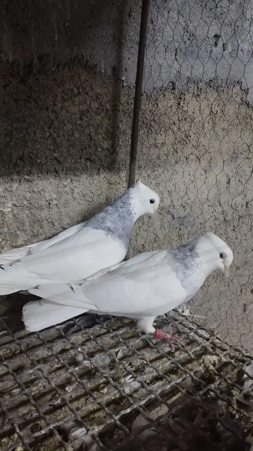 طوقی آبی بدون غلط همراه جوجه|پرنده|اصفهان, زهران|دیوار