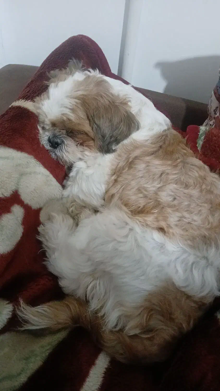 سگ گم شده|حیوانات|اصفهان, مارچین|دیوار