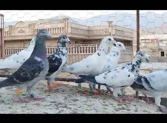 دسته کفتر گلی و ابلغ|پرنده|شیراز, فخرآباد (دروازه کازرون)|دیوار