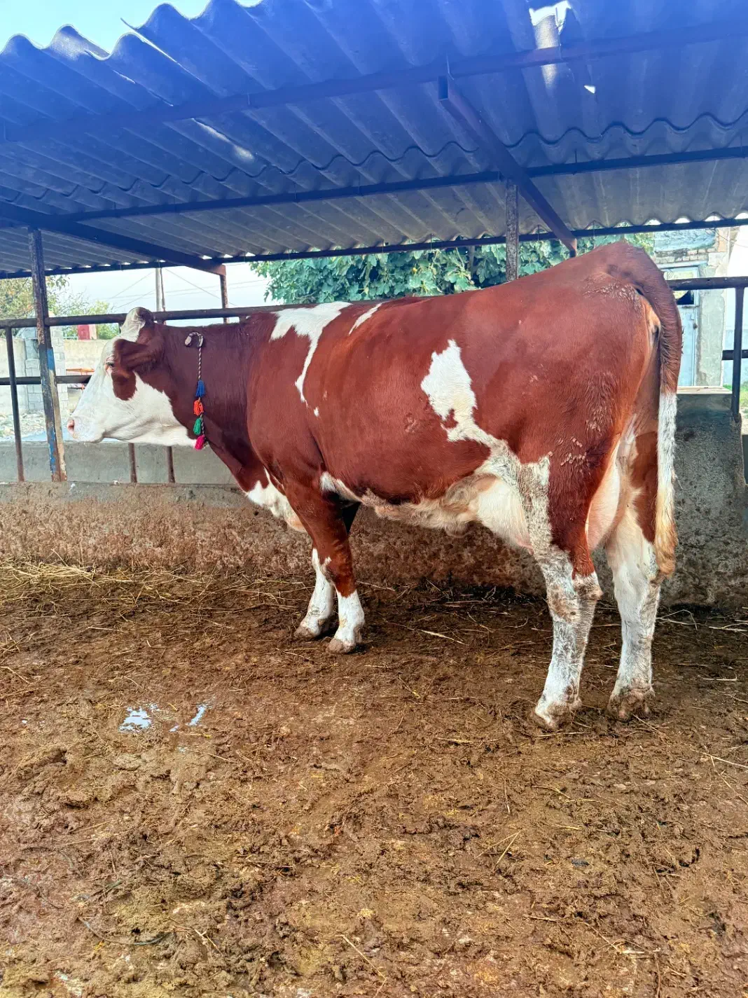 گاو قرمز تلقیح شده شیری|حیوانات مزرعه|بندر ترکمن, |دیوار