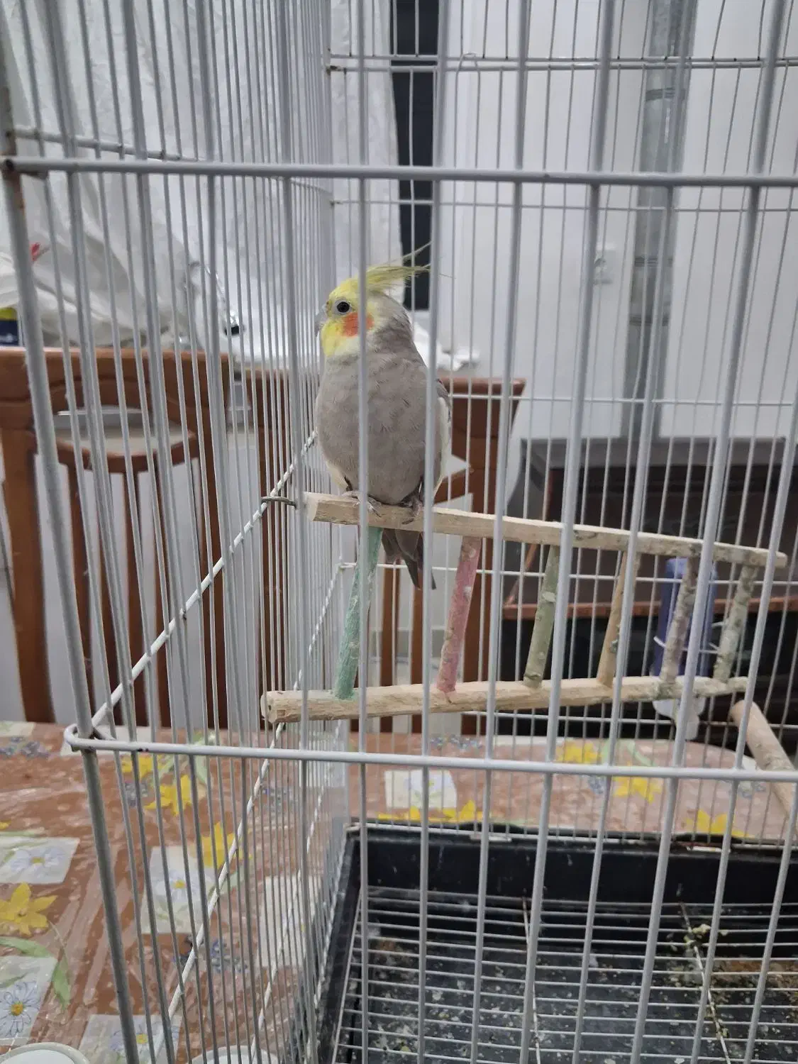 طوطی عروس بالغ|پرنده|آستانه اشرفیه, |دیوار