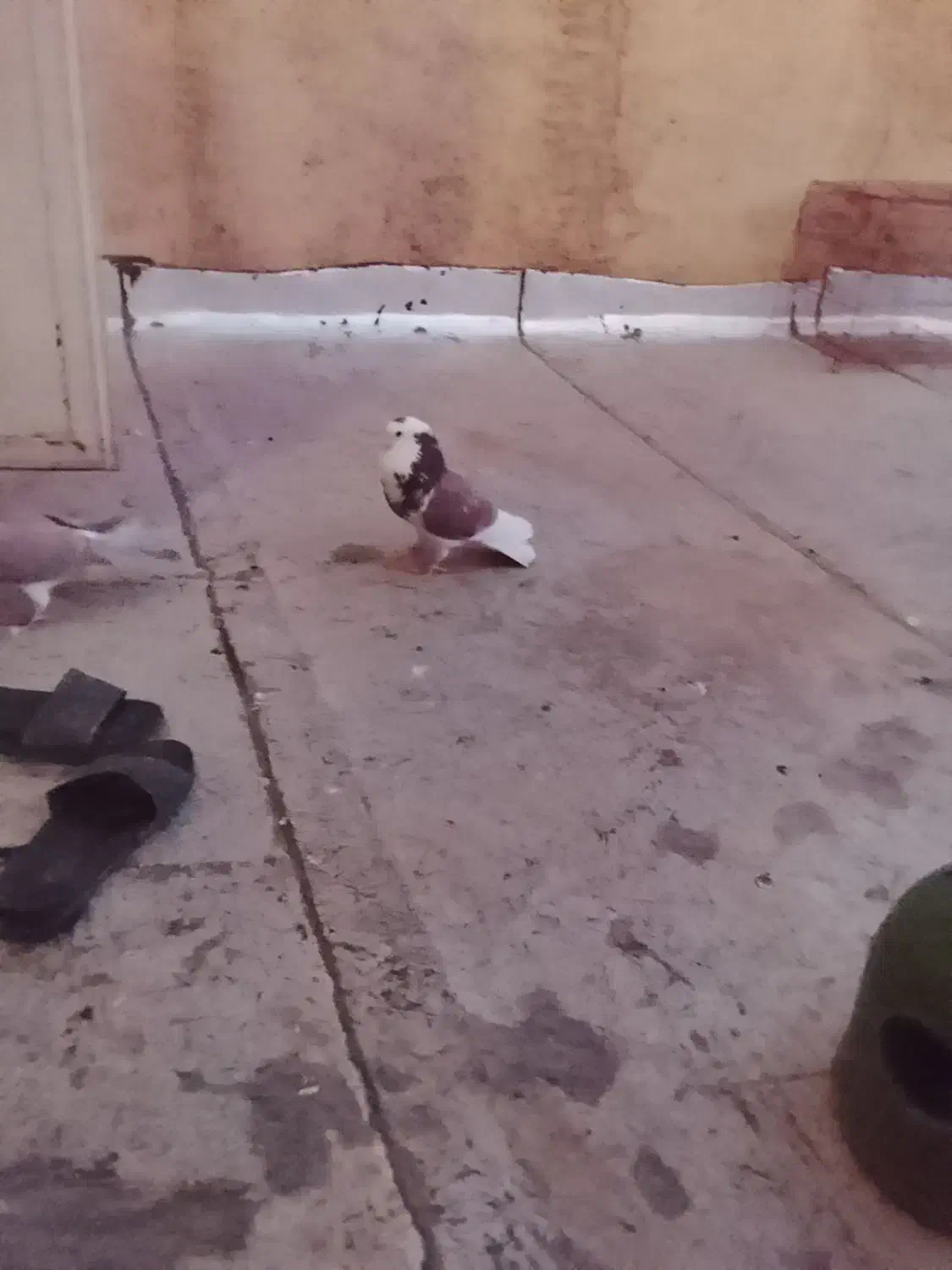 کبوتر|پرنده|جوادآباد, |دیوار