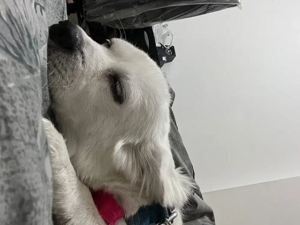 سگ تربیت شده|سگ|سقز, |دیوار