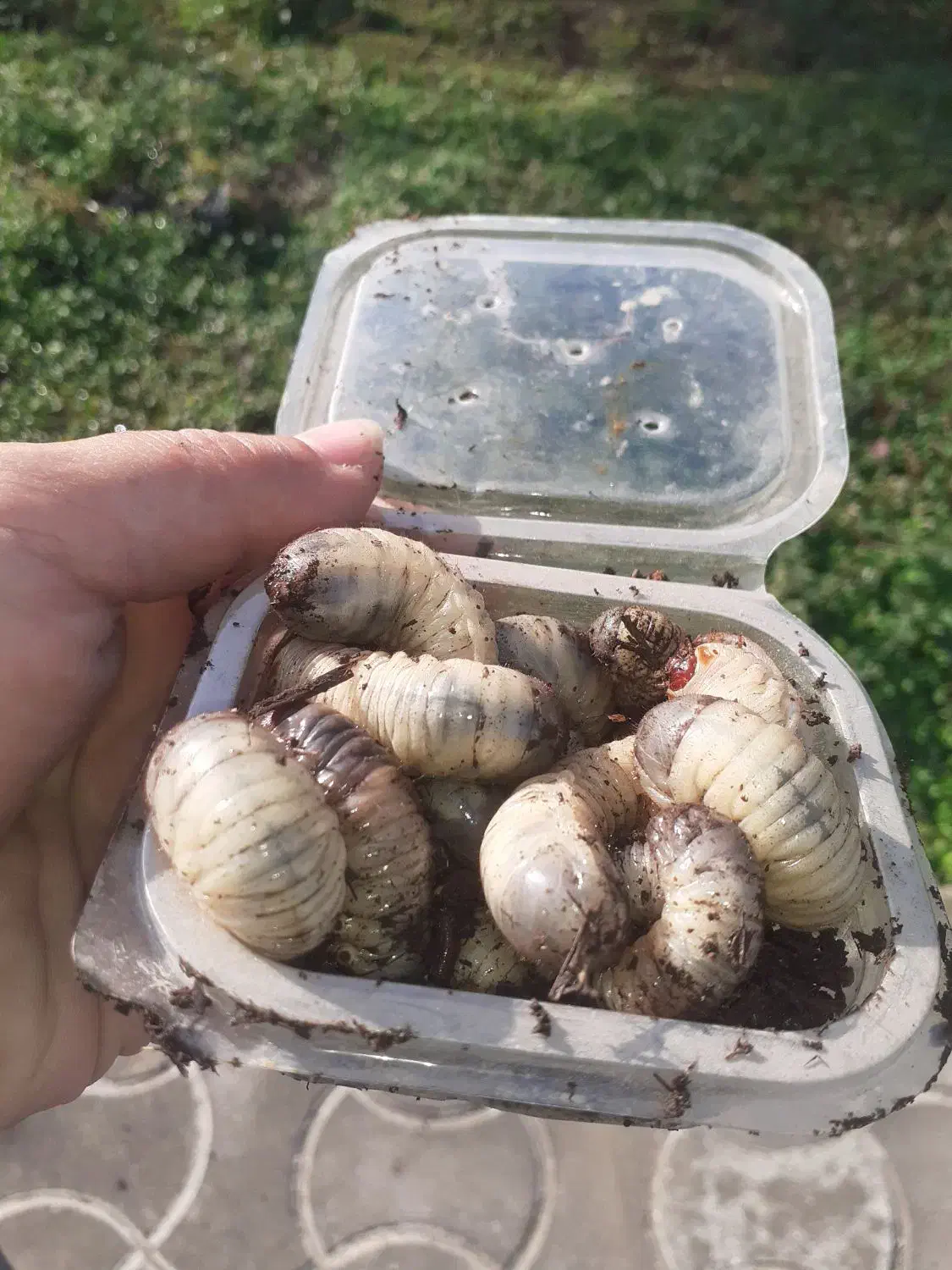 طعمه ماهیگیری.پت درختی.لارو|ماهیگیری|رشت, لاکان|دیوار