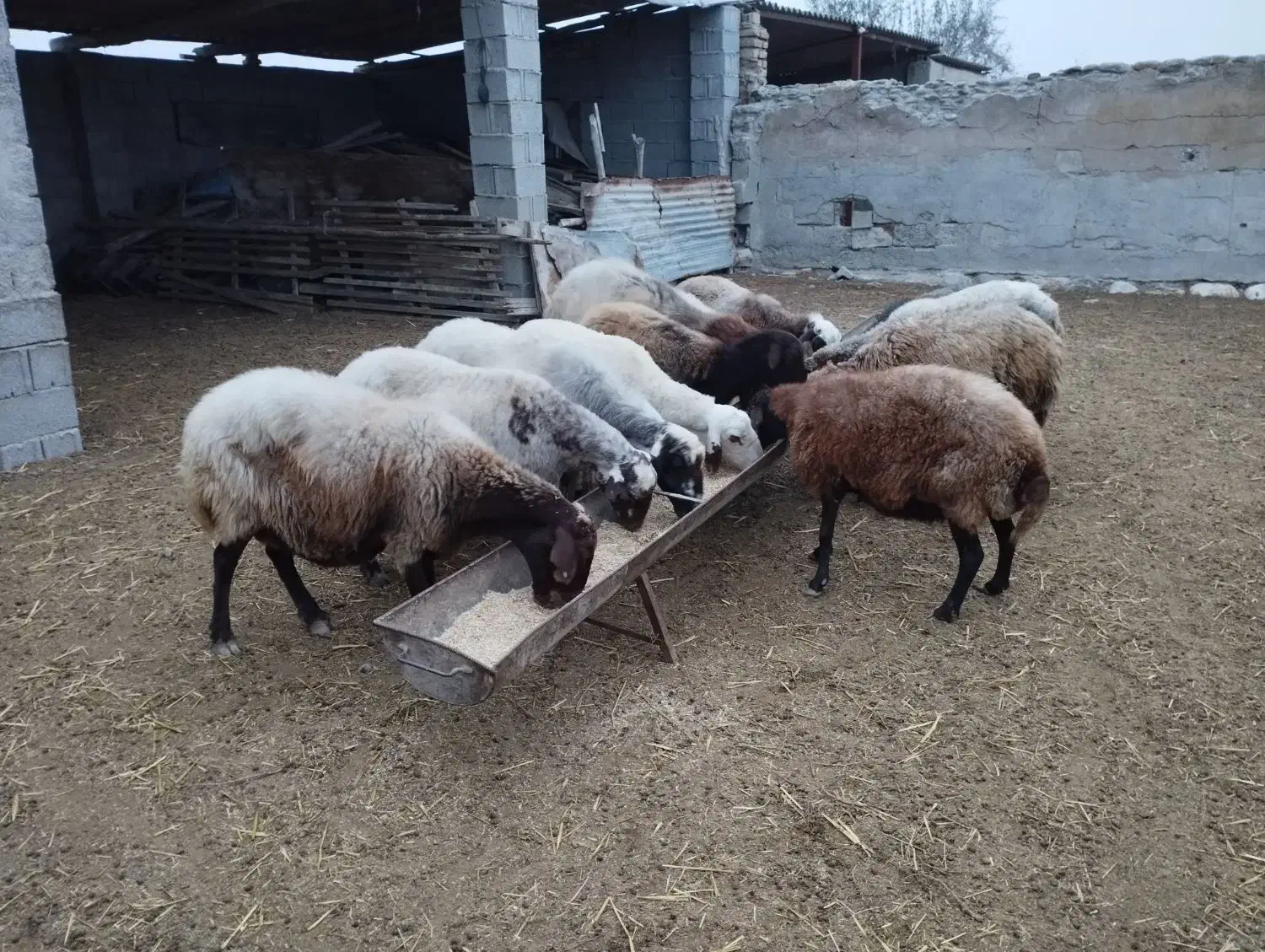 ده راس گوسفند آبستن|حیوانات مزرعه|گمیشان, |دیوار