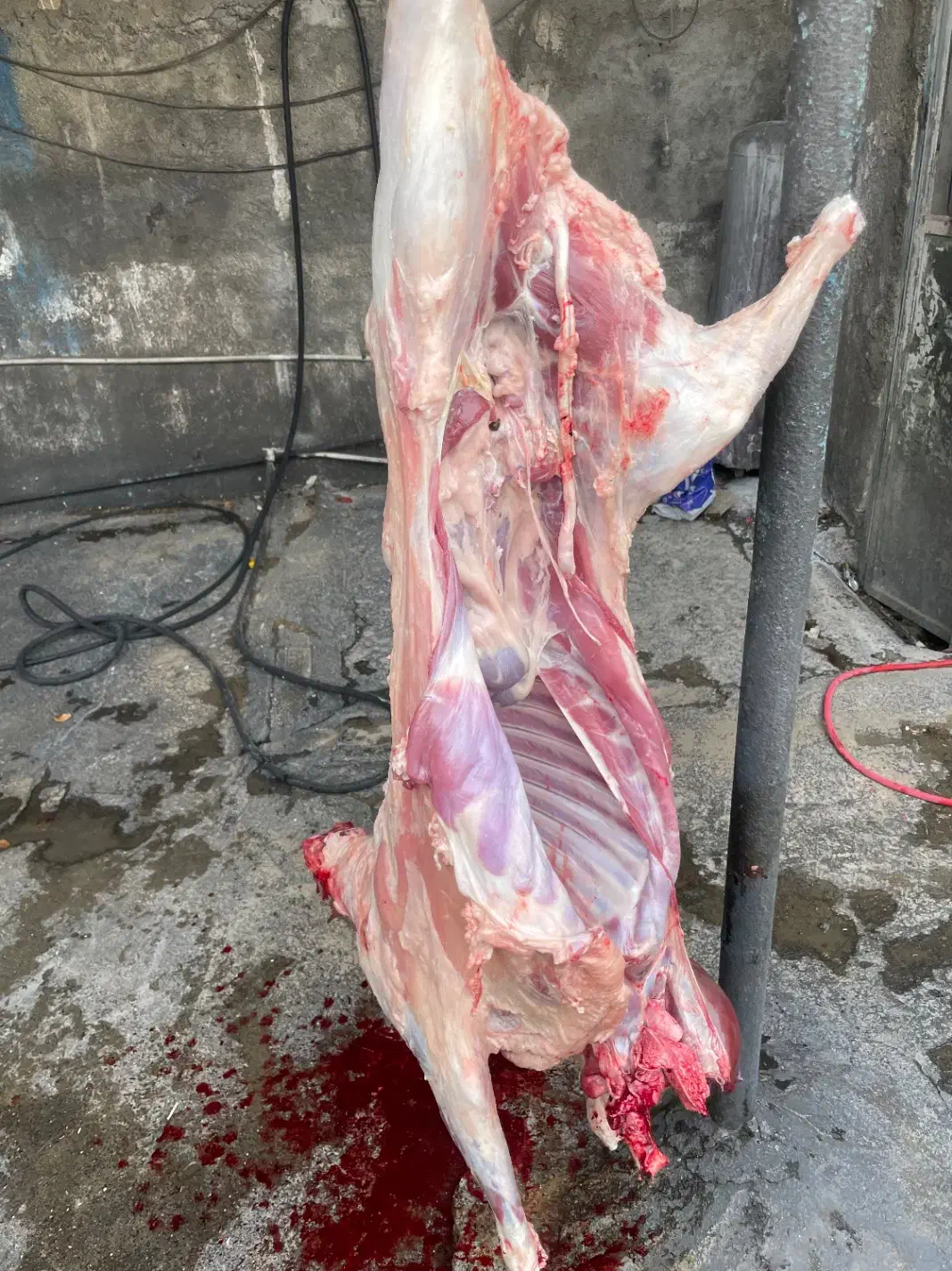 بره کشتاری همراه قصاب|حیوانات مزرعه|خمین, |دیوار