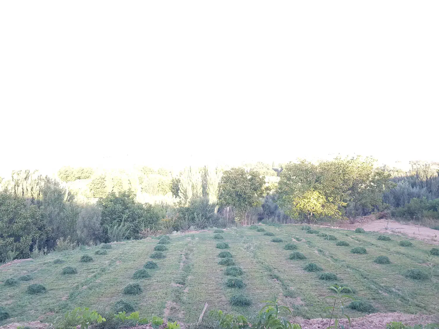 فروش یونجه خشک کشت اول|حیوانات مزرعه|بروجرد, |دیوار