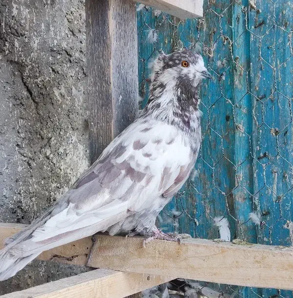 کبوتر پرشی|پرنده|اصفهان, حصه جنوبی|دیوار