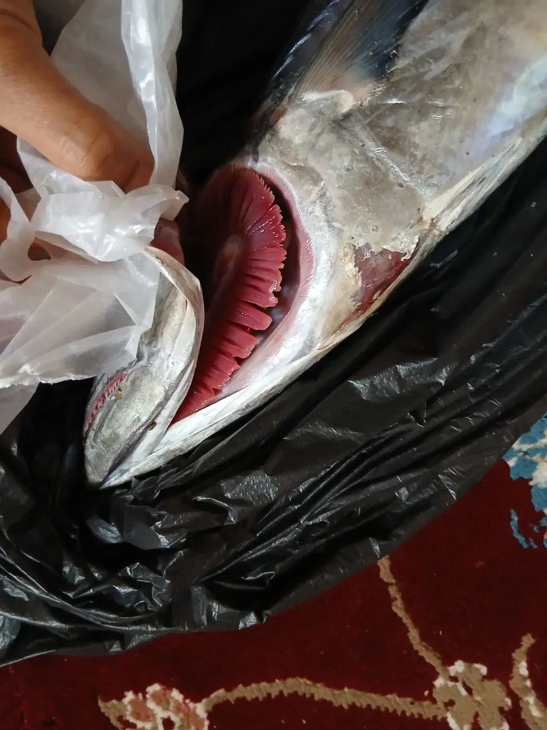 ماهی شیر|ماهی|بندر کنگان, |دیوار