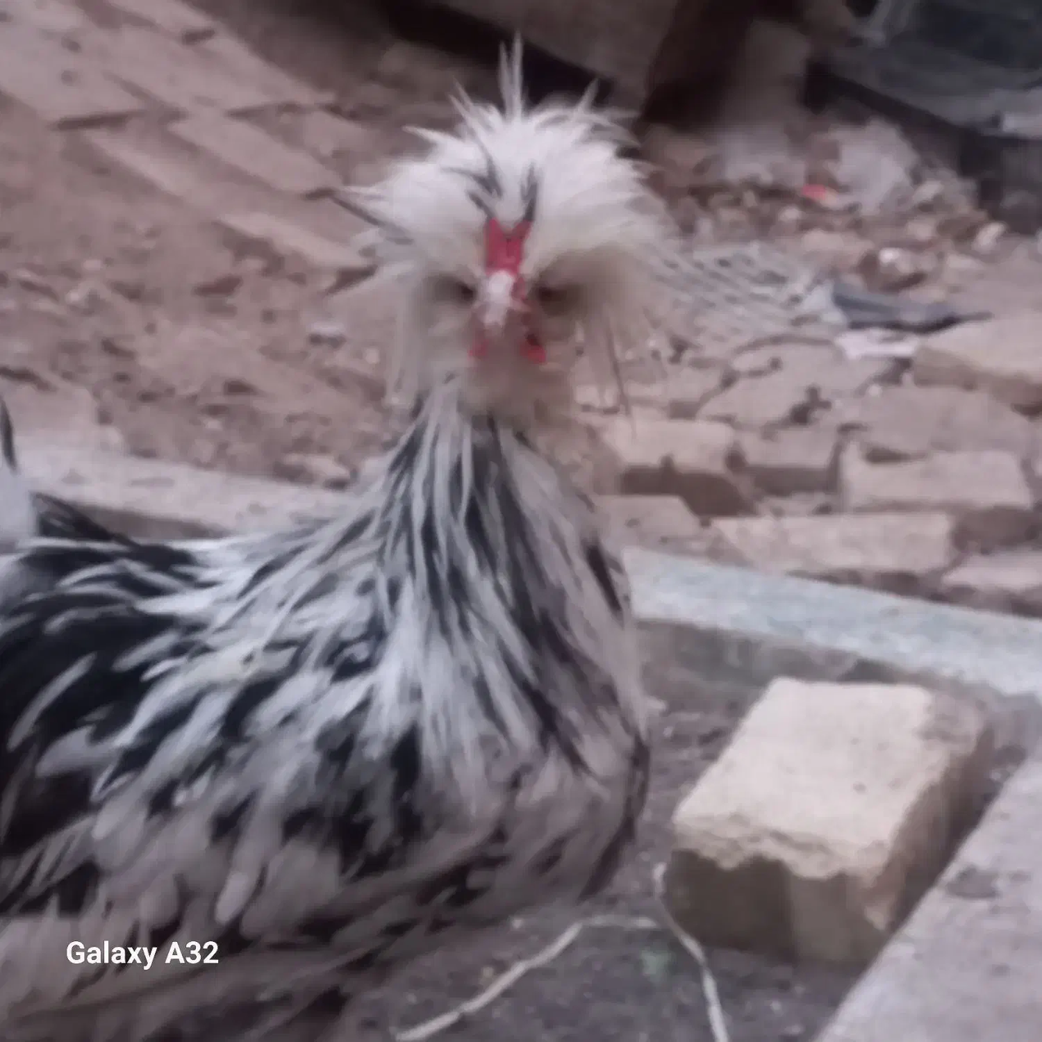 سالم هستند|حیوانات مزرعه|قم, پامنار|دیوار