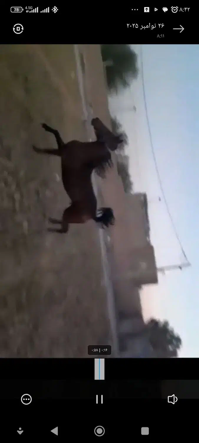 کره نریان ۳۰ ماه|اسب و تجهیزات اسبسواری|تهران, امام خمینی|دیوار